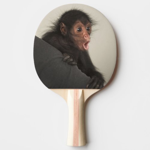 Red_faced Spider Monkey Ateles paniscus Ping Pong Paddle