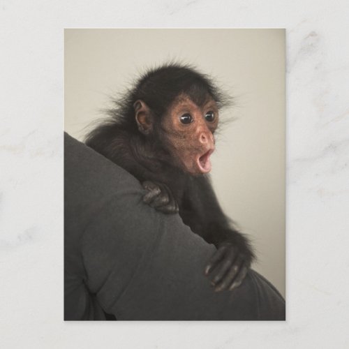 Red_faced Spider Monkey Ateles paniscus Postcard