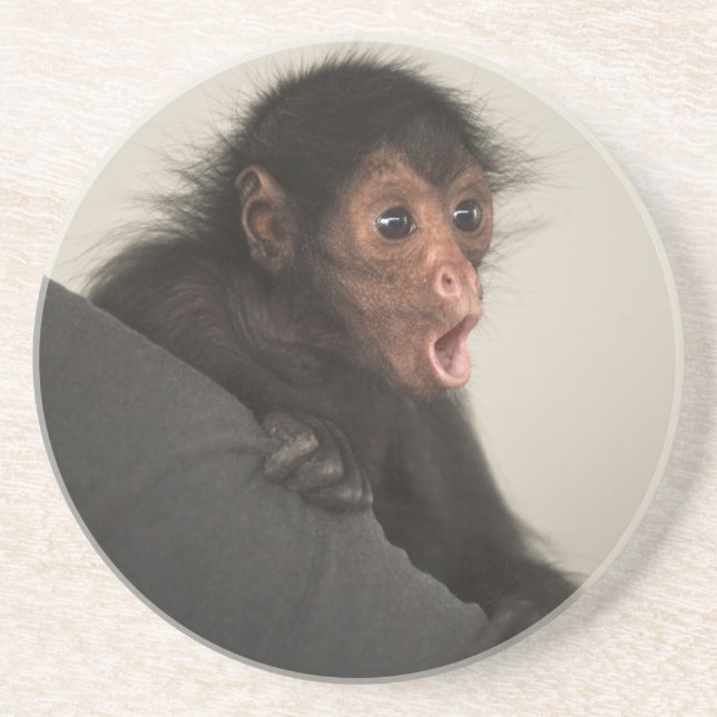 Red-faced Spider Monkey Ateles paniscus) Sandstone Coaster (Front)