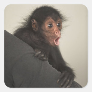 Red-faced Spider Monkey Ateles paniscus) Square Sticker