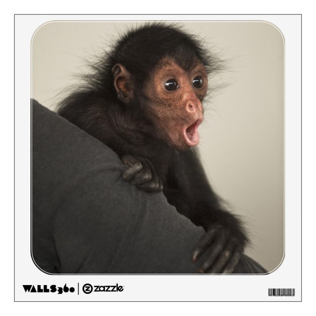 Red-faced Spider Monkey Ateles paniscus) Wall Sticker (Front)