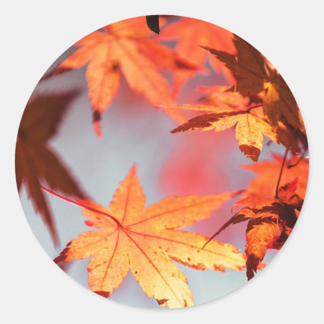 Red Fall Autumn Leaves Maple Tree Classic Round Sticker (Front)