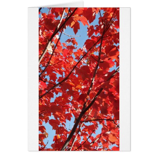 Red Fall Cards (Front)
