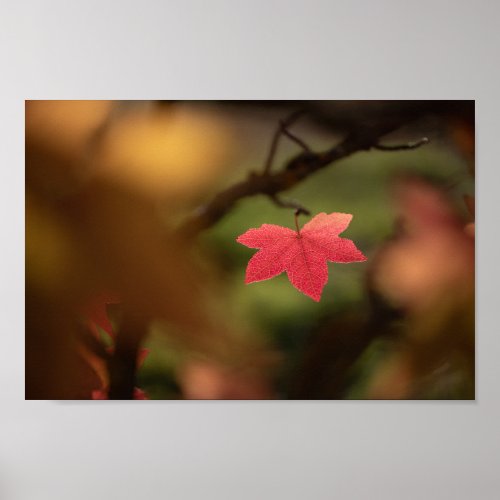 Red Fall Leaf Nature Photo Poster