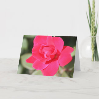 Red Favorite Floribunda Rose Card