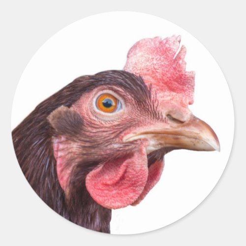 Red Feathered Chicken Egg Layer Hen Classic Round Sticker