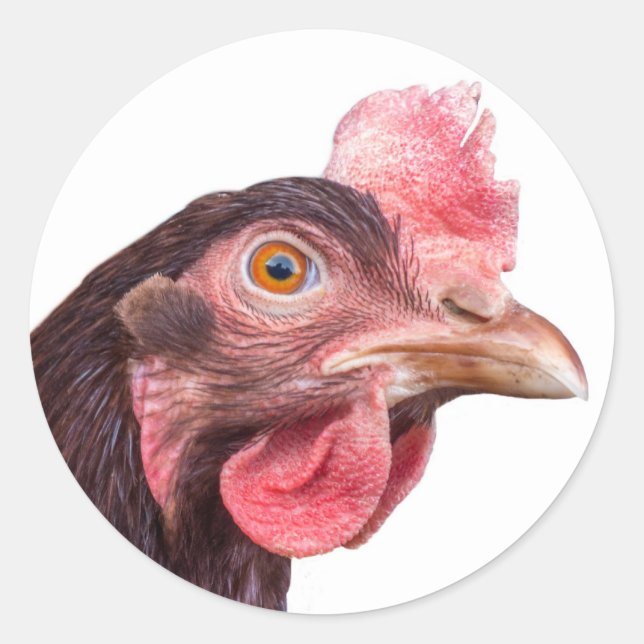 Red Feathered Chicken Egg Layer Hen Classic Round Sticker (Front)