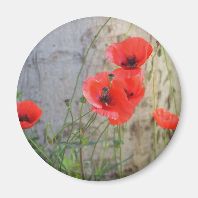 Red Field Corn Poppies Magnet (Front)