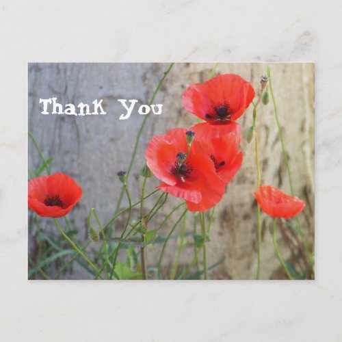 Red Field Corn Poppies Thank You Postcard