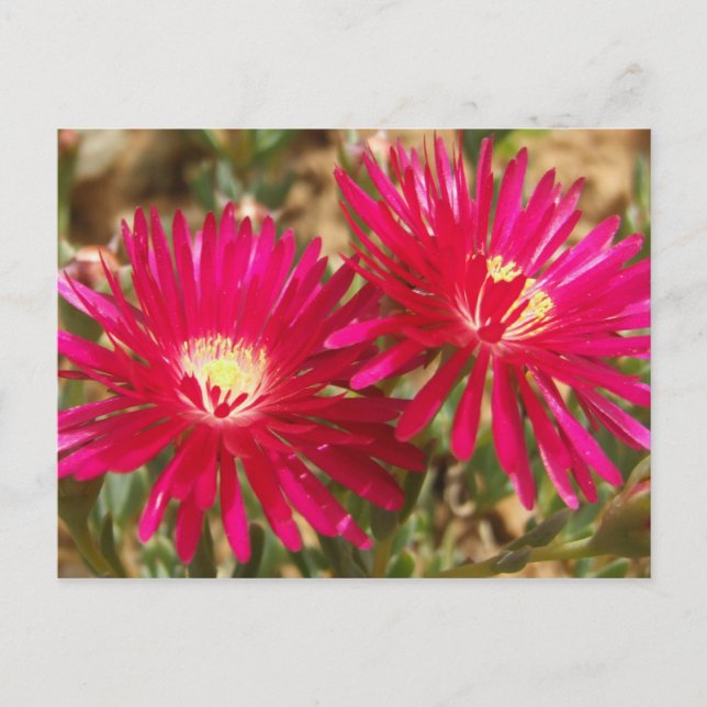 Red Fig Marigold Postcard (Front)