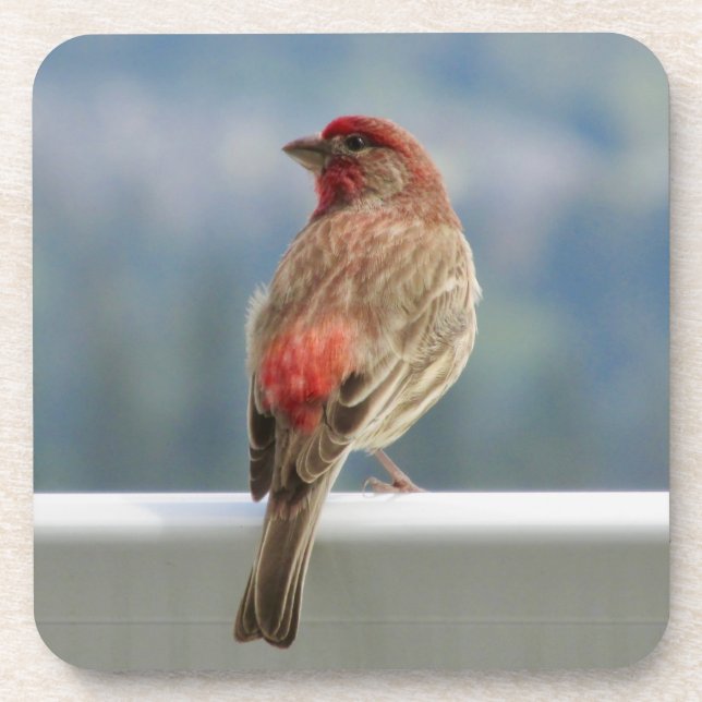 Red Finch Checking out the View. Beverage Coaster (Front)