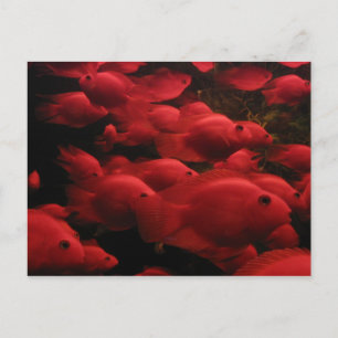 Red Fish Postcard