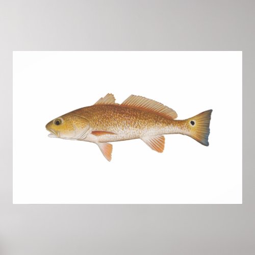 Red Fish _ Red Drum Poster