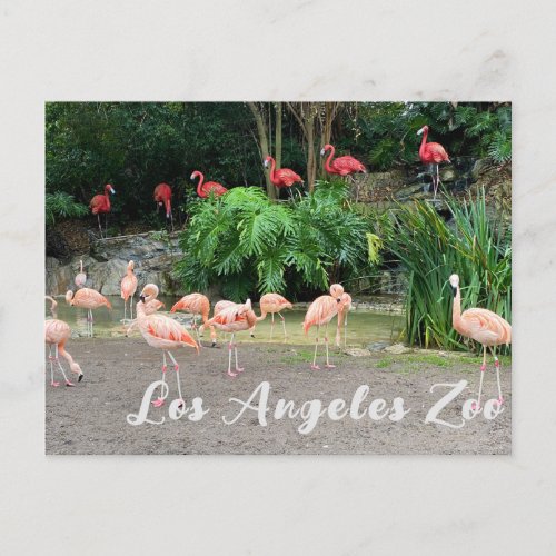 Red Flamingos and Pink Flamingos at Zoo Postcard