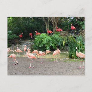 "Red Flamingos" and Pink Flamingos Postcard