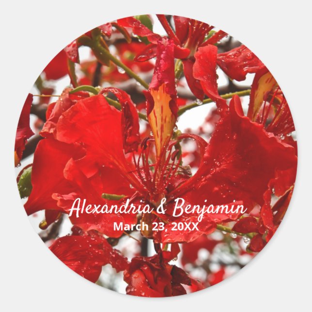 Red Floral Flamboyant Personalize Nature Classic Round Sticker (Front)