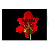 Red Floral Mum (Front Horizontal)