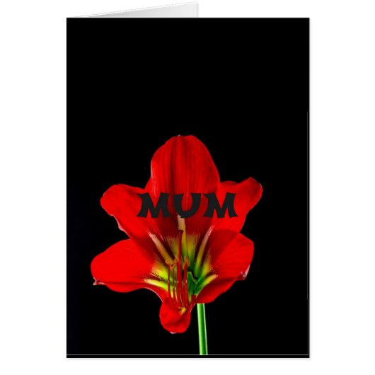 Red Floral Mum Cards (Front)