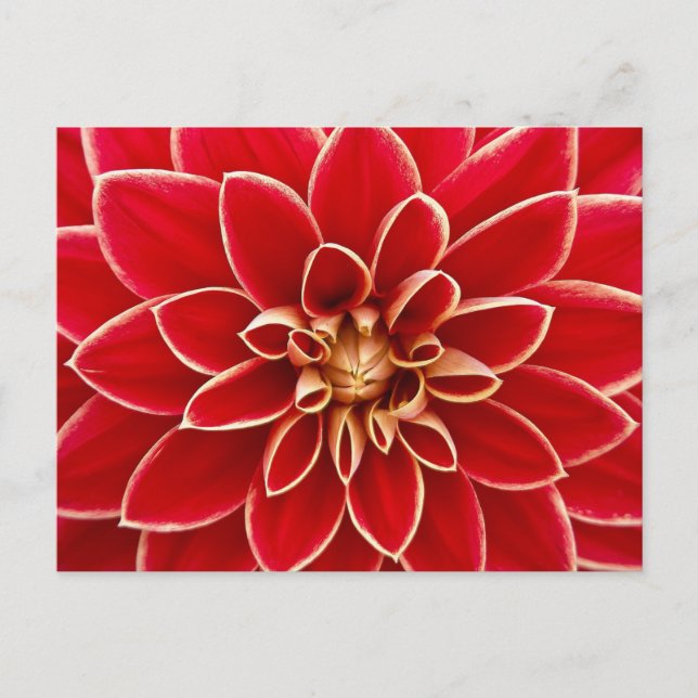 Red Floral Postcard (Front)