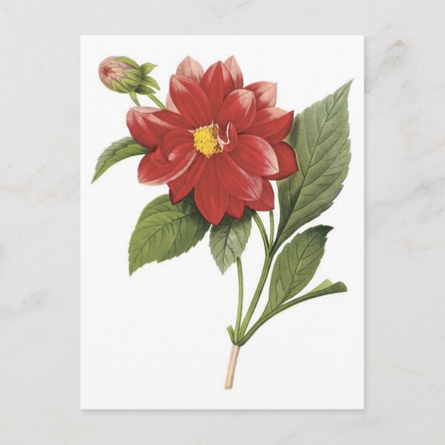 Red flower botanical illistration; Double dahlia Postcard (Front)