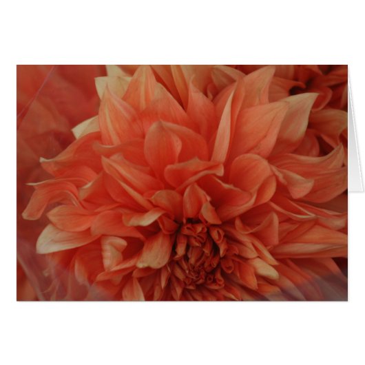 Red Flower card *Blank (Front Horizontal)