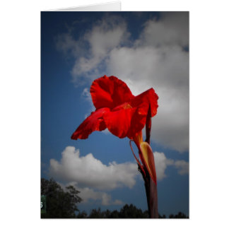Red Flower Cards