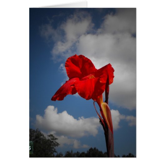Red Flower Cards (Front)