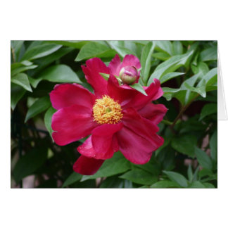 Red Flower Cards