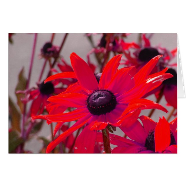 Red Flower Cards (Front Horizontal)