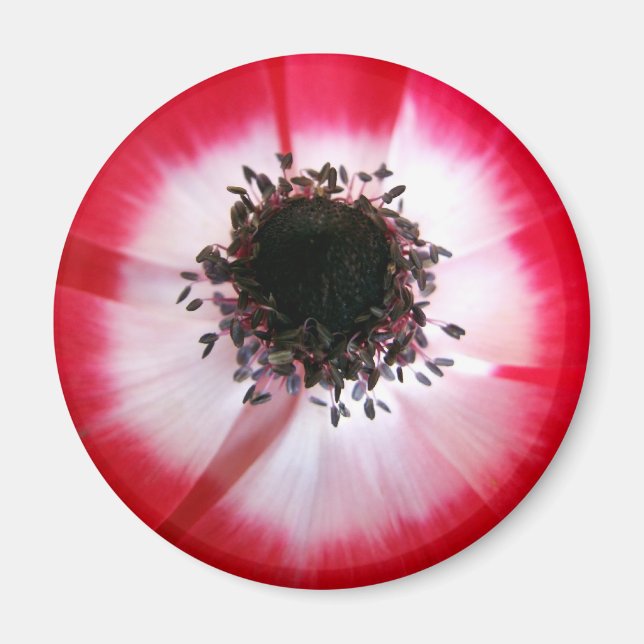 Red Flower Center Magnet (Front)