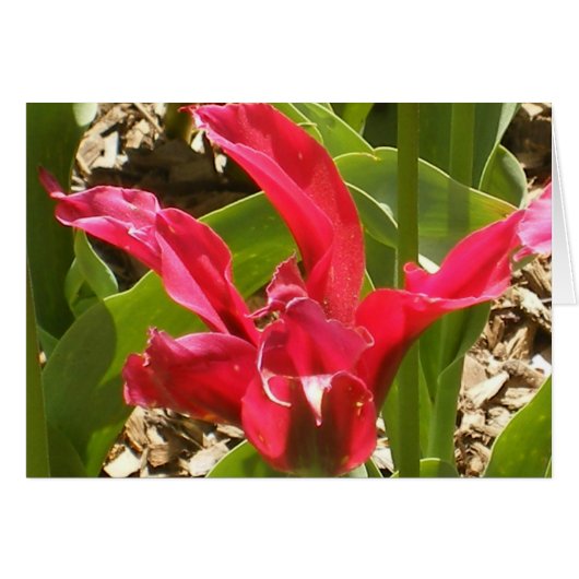 Red Flower - Customized Cards (Front Horizontal)