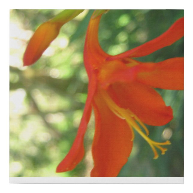 Red Flower  Faux Canvas Print (Front)