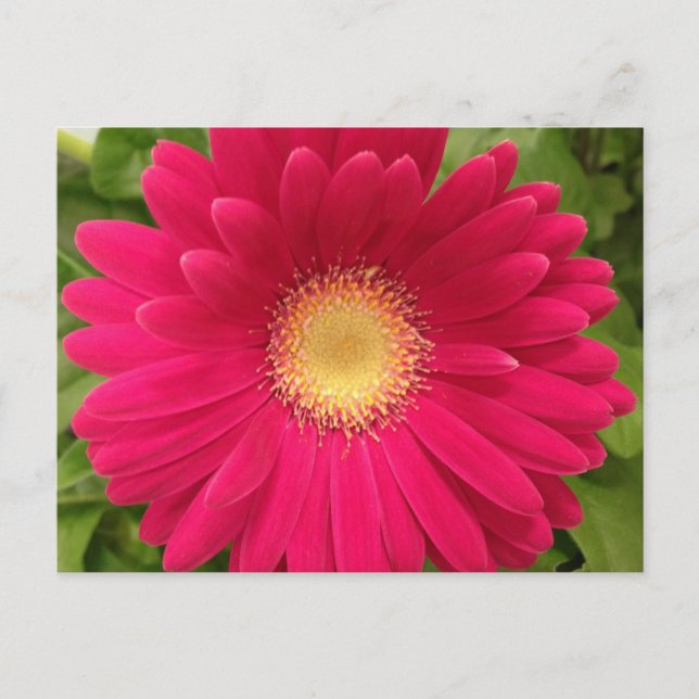 Red Flower Frameable Post Card 7x5 (Front)