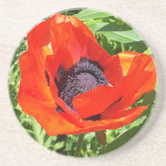 Red Flower in Full Bloom Sandstone Coaster (Front)