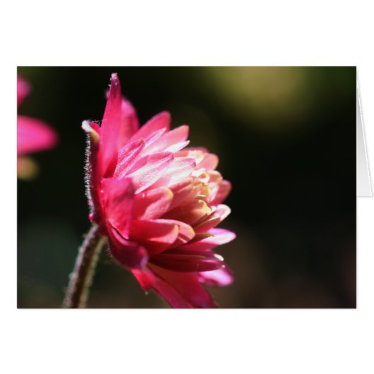 Red Flower In Sunlight Flower Photography Card (Front Horizontal)