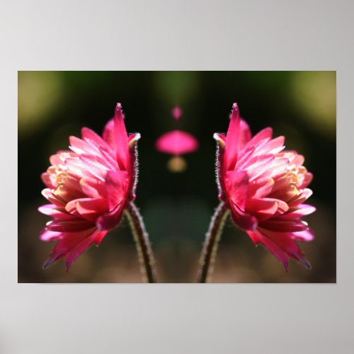 Red Flower In Sunlight Mirror Abstract Poster