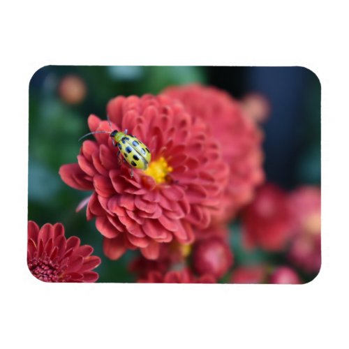 Red Flower Nature Photography Beetle Insect Bug Magnet