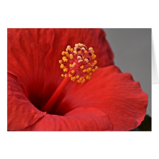 Red Flower Notecard (Front Horizontal)