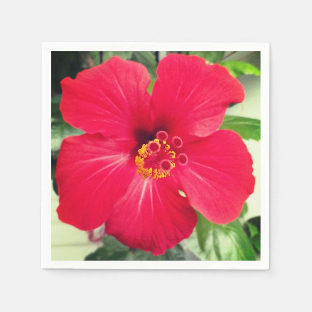 Red Flower of Hibiscus Rosa-sinensis Napkins (Front)