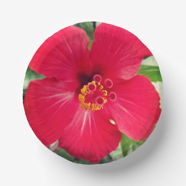 Red Flower of Hibiscus Rosa-sinensis Paper Bowls (Front)