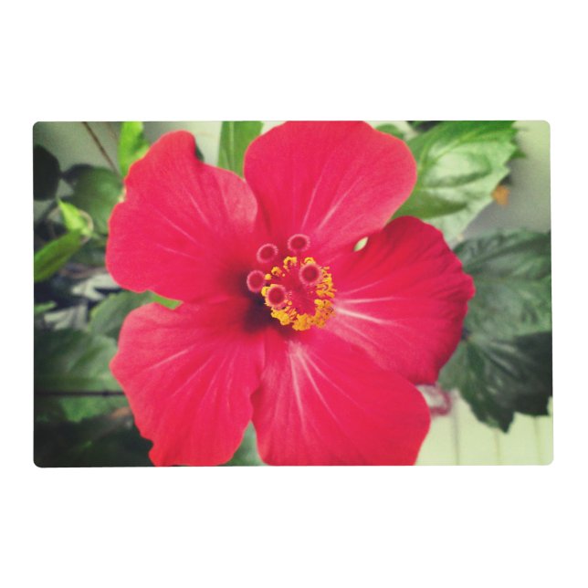 Red Flower of Hibiscus Rosa-sinensis Placemat (Front)