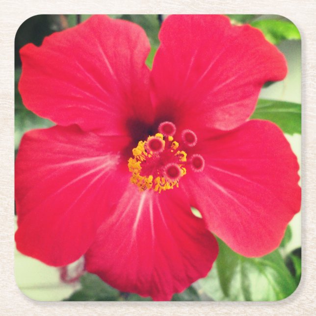 Red Flower of Hibiscus Rosa-sinensis Square Paper Coaster (Front)