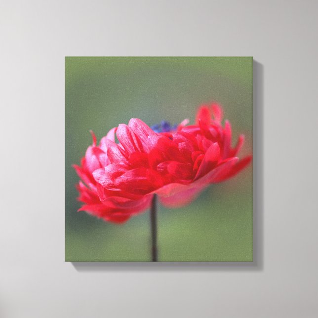 Red flower painting effect close up canvas print (Front)