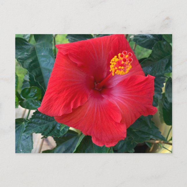 Red Flower Postcard (Front)