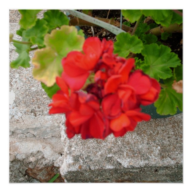 red flower  poster (Front)