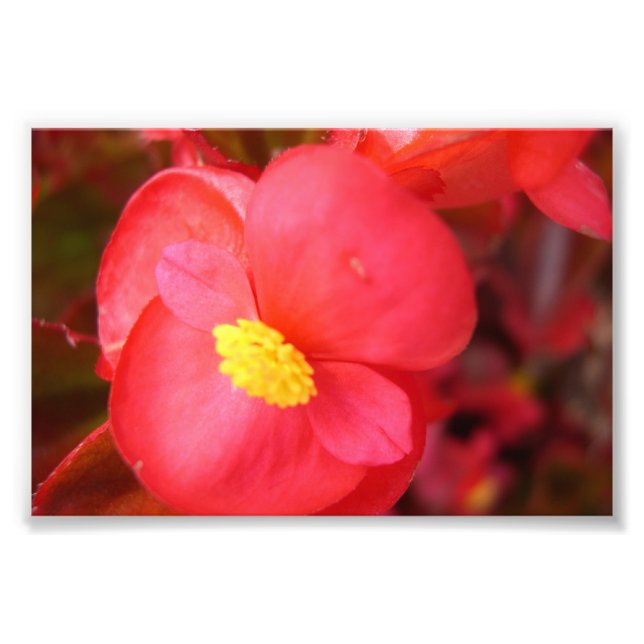 Red Flower Print (Front)