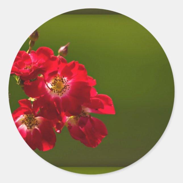 Red flower sticker (Front)