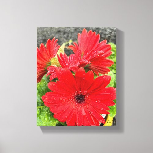 Red Flower with Raindrops Stretched Canvas Print