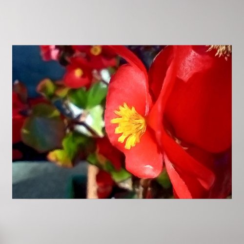 Red flower with yellow pistil poster