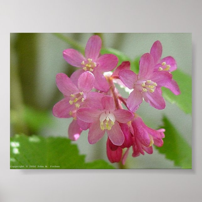 Red Flowering Current Poster (Front)